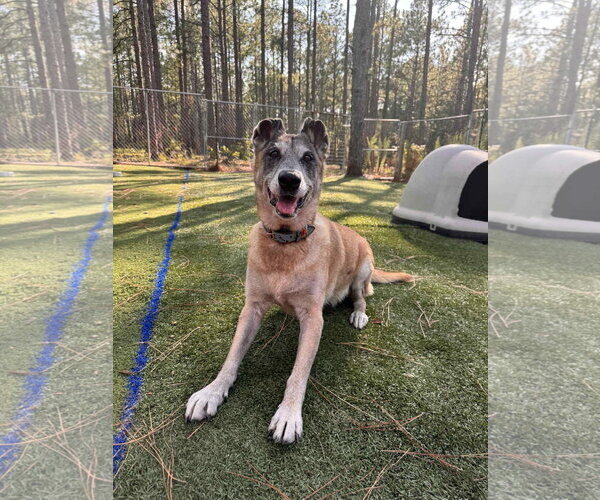 Medium Photo #2 Mutt Puppy For Sale in Stevens Point, WI, USA