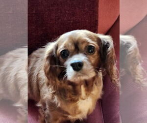 Cavalier King Charles Spaniel Dogs for adoption in Sioux Falls, SD, USA