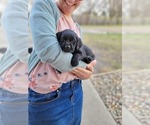 Puppy 4 Labrador Retriever