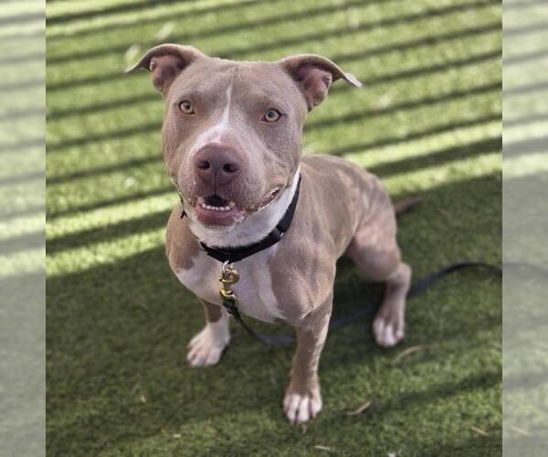 Medium Photo #1 Mutt Puppy For Sale in Las Vegas, NV, USA