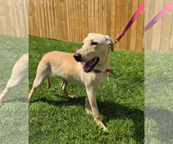 Medium Photo #2 Labrador Retriever-Unknown Mix Puppy For Sale in Germantown, OH, USA
