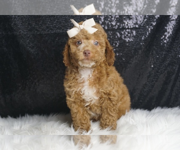 Medium Photo #3 Poodle (Toy) Puppy For Sale in WARSAW, IN, USA