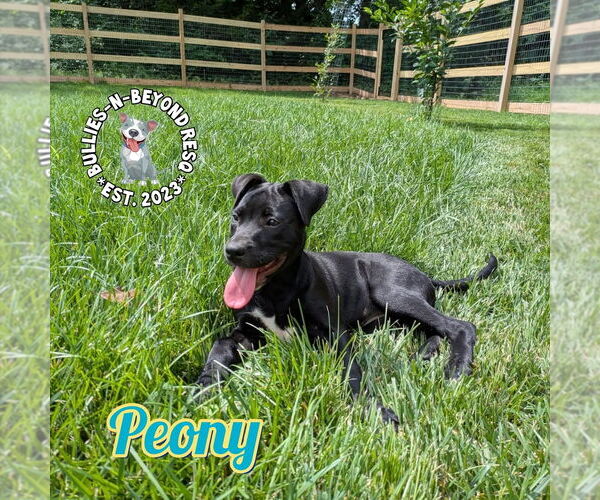 Medium Photo #10 Labrador Retriever-Staffordshire Bull Terrier Mix Puppy For Sale in Omaha, NE, USA