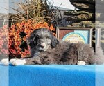 Small Photo #4 Aussiedoodle Puppy For Sale in HOLTWOOD, PA, USA