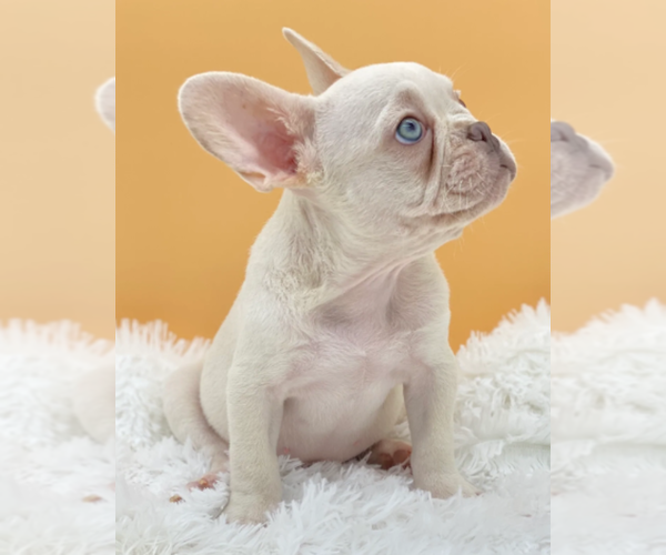 Full screen Photo #1 French Bulldog Puppy For Sale in MIAMI BEACH, FL, USA