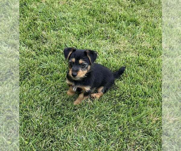 Medium Photo #4 Dachshund-Unknown Mix Puppy For Sale in FRAMINGHAM, MA, USA