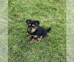 Small #3 Dachshund Mix