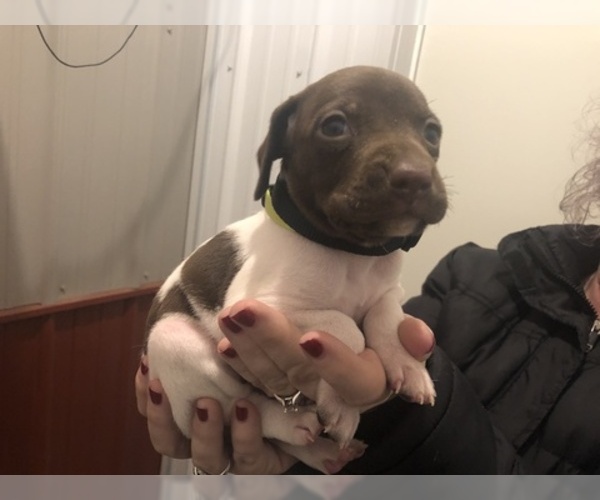 Medium Photo #1 German Shorthaired Pointer Puppy For Sale in PERRY, KS, USA