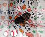 Small #8 Yorkshire Terrier