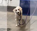 Small Poodle (Miniature)