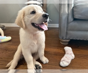 Golden Retriever Litter for sale in AILEY, GA, USA