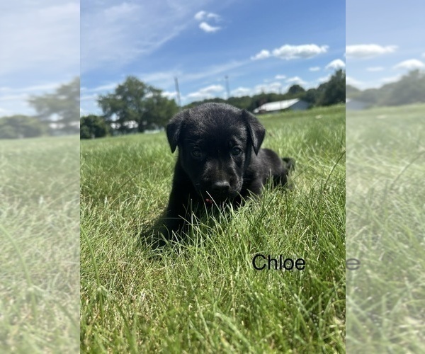 Medium Photo #11 Labrador Retriever Puppy For Sale in FREDERICKSBG, OH, USA