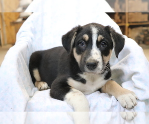 Border Collie-Hangin Tree Cowdog Mix Puppy for sale in SHILOH, OH, USA