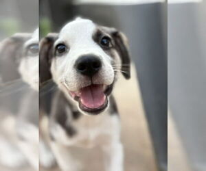 Huskies -Labrador Retriever Mix Dogs for adoption in Fenton, MO, USA