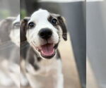 Small Huskies -Labrador Retriever Mix