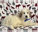 Small Photo #3 Great Pyrenees Puppy For Sale in LANCASTER, PA, USA