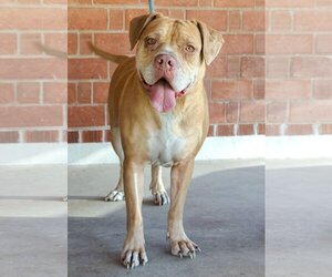 Bulldog-Unknown Mix Dogs for adoption in Phoenix, AZ, USA