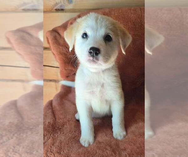 Medium Photo #3 Great Pyrenees-Unknown Mix Puppy For Sale in Brewster, NY, USA