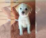 Small #2 Great Pyrenees Mix