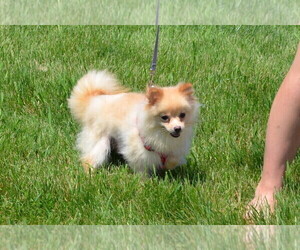 Mother of the Pomeranian puppies born on 01/20/2024