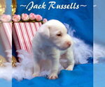 Small Photo #1 Jack Russell Terrier Puppy For Sale in FOYIL, OK, USA