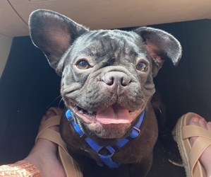 French Bulldog Puppy for sale in SORRENTO, FL, USA