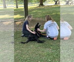 Small #5 Labradoodle