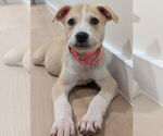 Small #14 Lab-Pointer