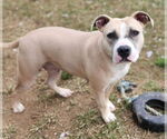 Small #5 American Pit Bull Terrier
