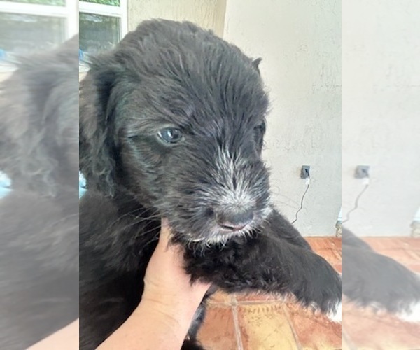 Medium Photo #83 Aussiedoodle Puppy For Sale in LONGWOOD, FL, USA