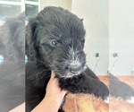 Small #6 Aussiedoodle