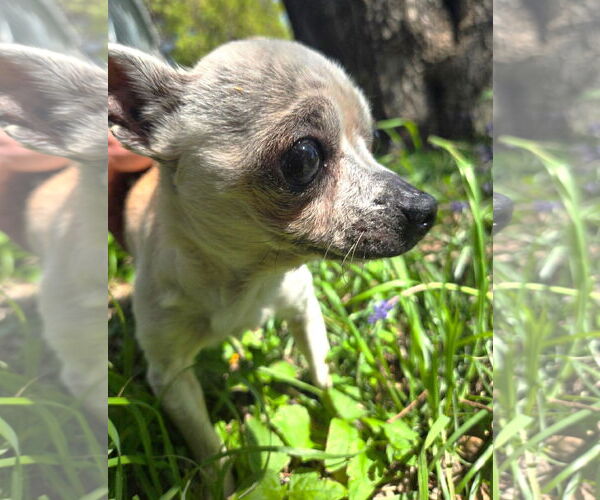 Medium Photo #12 Chihuahua Puppy For Sale in Boonton, NJ, USA