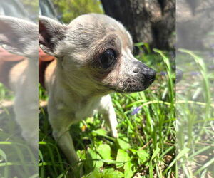 Edna the Spicy Chi TX - Female Chihuahua Dog for Adoption - Photo #3