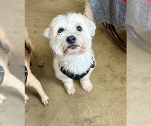 Medium Maltipoo