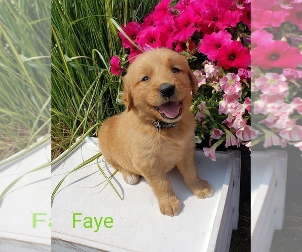 Medium Photo #1 Golden Retriever Puppy For Sale in SHERIDAN, MI, USA