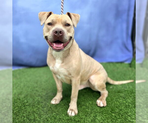 Medium Photo #2 Mutt Puppy For Sale in Long Beach, CA, USA