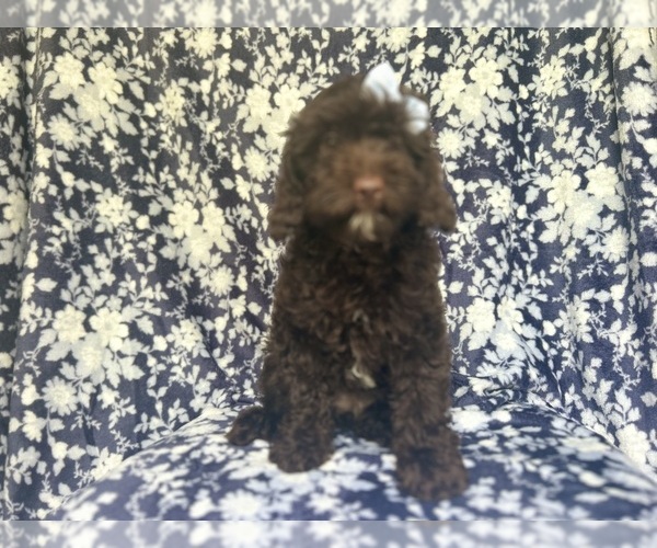 Medium Photo #2 Cock-A-Poo Puppy For Sale in LAKELAND, FL, USA