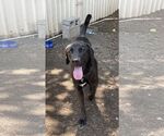 Small #18 Chocolate Labrador retriever-Labrador Retriever Mix