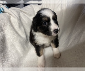 Miniature Australian Shepherd Puppy for sale in MENIFEE, CA, USA