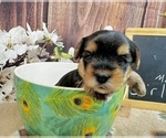 Small #8 Morkie