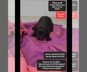 Morkie Poo (Toy) Puppy for sale in TUCSON, AZ, USA