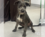 Small Irish Wolfhound Mix