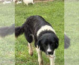 Candy Bars : Kit Kat - Female Borador Dog for Adoption - Photo #4