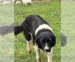 Small Photo #4 Borador Puppy For Sale in Aurora, IN, USA