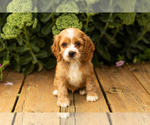 Small #37 Cocker Spaniel