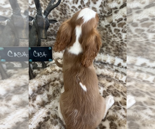 Medium Photo #10 Cavalier King Charles Spaniel Puppy For Sale in ABILENE, TX, USA