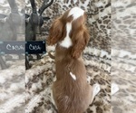 Small #9 Cavalier King Charles Spaniel