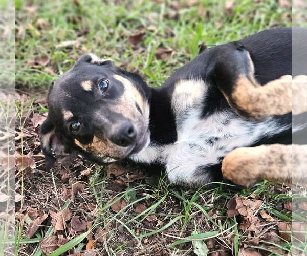 Medium Photo #4 Feist Terrier-Unknown Mix Puppy For Sale in Wakefield, RI, USA