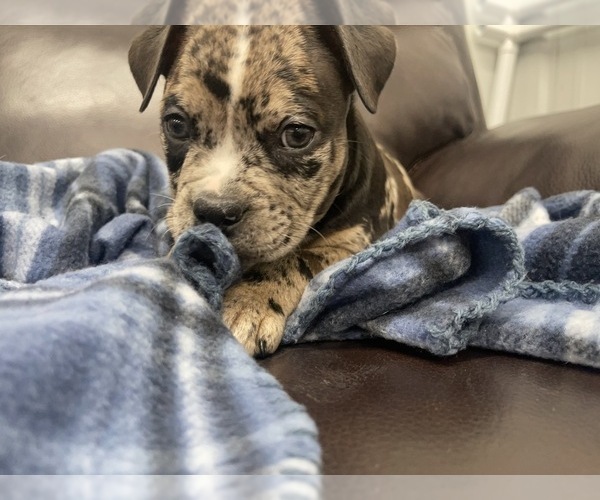 Medium Photo #34 American Bully Puppy For Sale in REESEVILLE, WI, USA