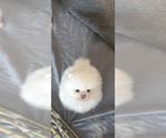 Opel - Male Pomeranian Puppy for Sale - Photo #2